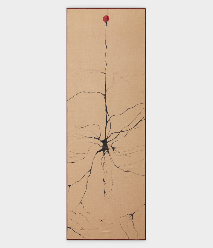 roots